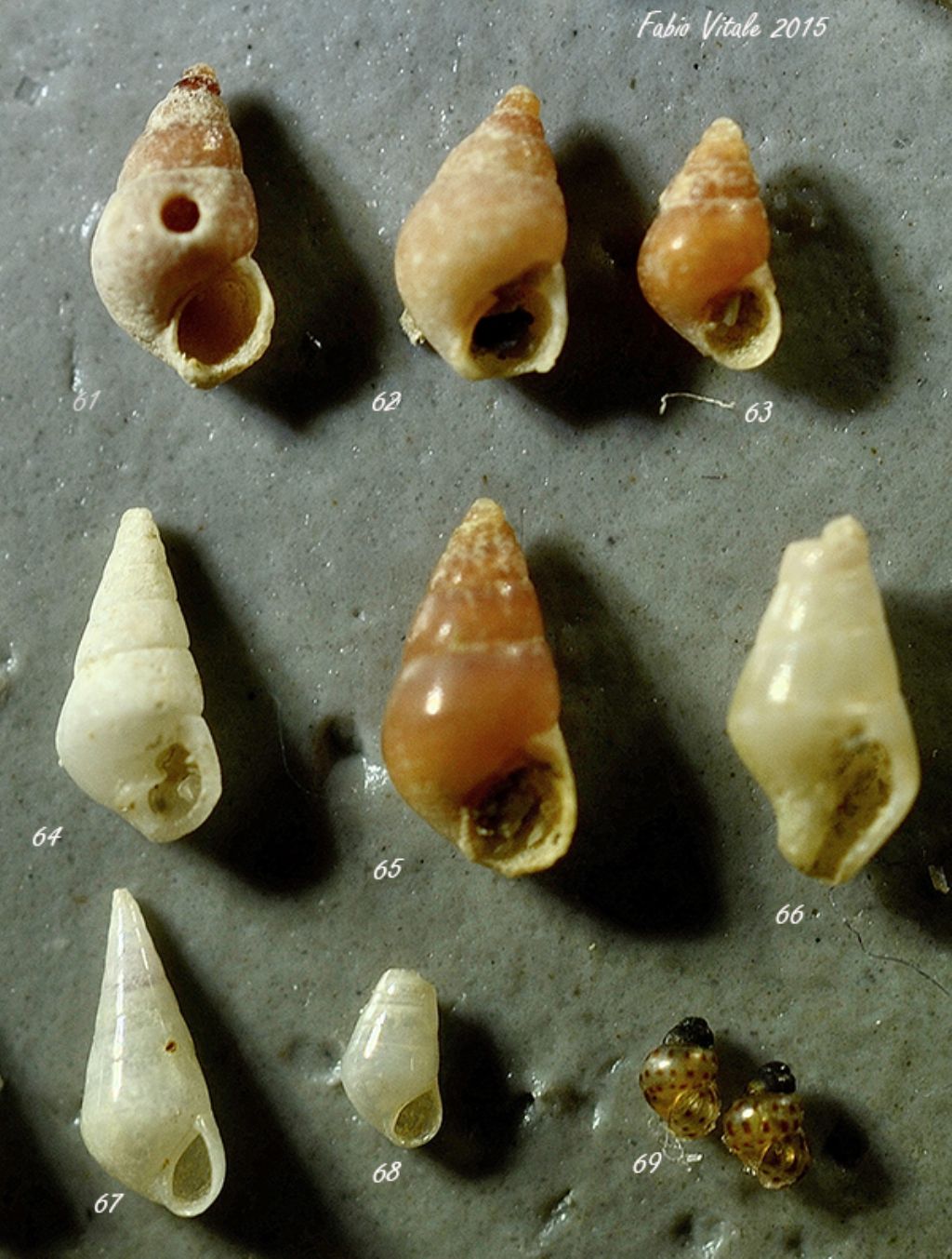 Gasteropodi da determinare